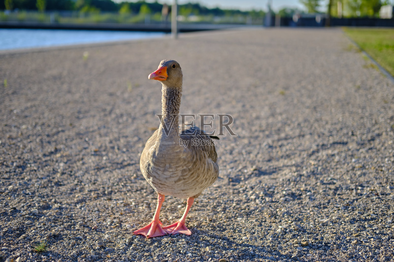 的灰色的雌鹅照片摄影图片