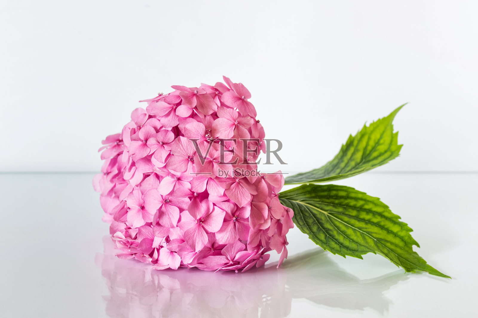 单绣球花分枝在光滑的白色表面照片摄影图片