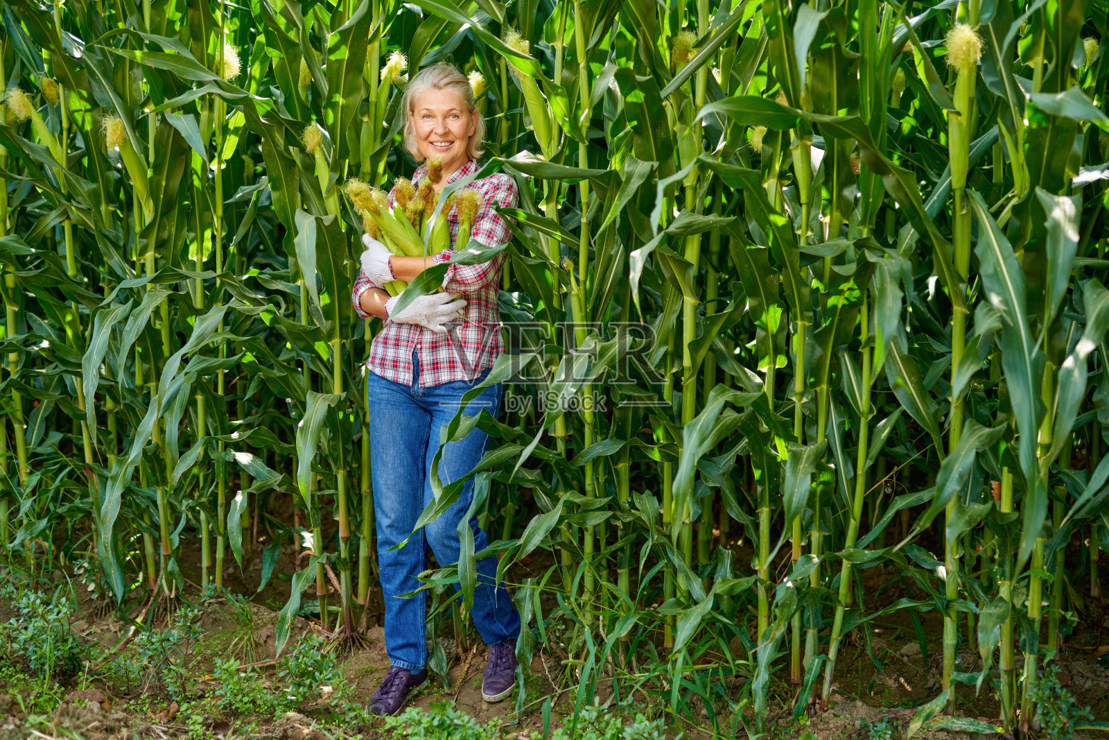 一个种着玉米的女农民照片摄影图片