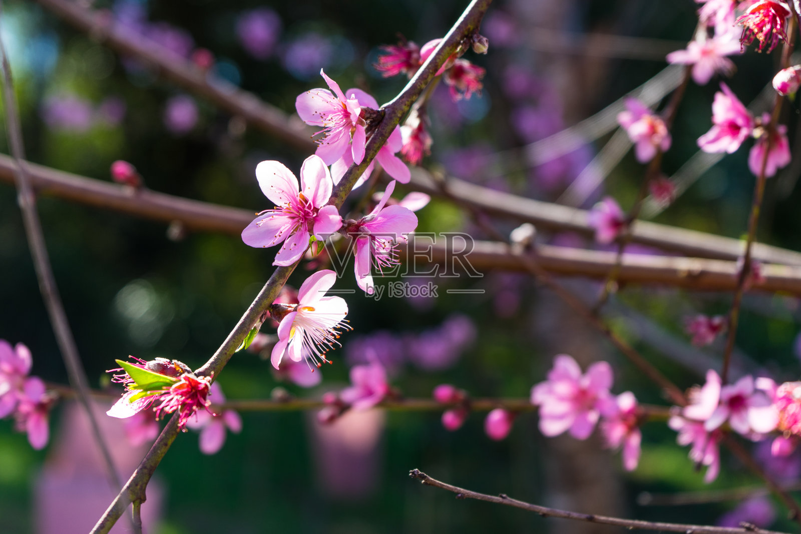 粉红色的樱花和树枝的照片照片摄影图片