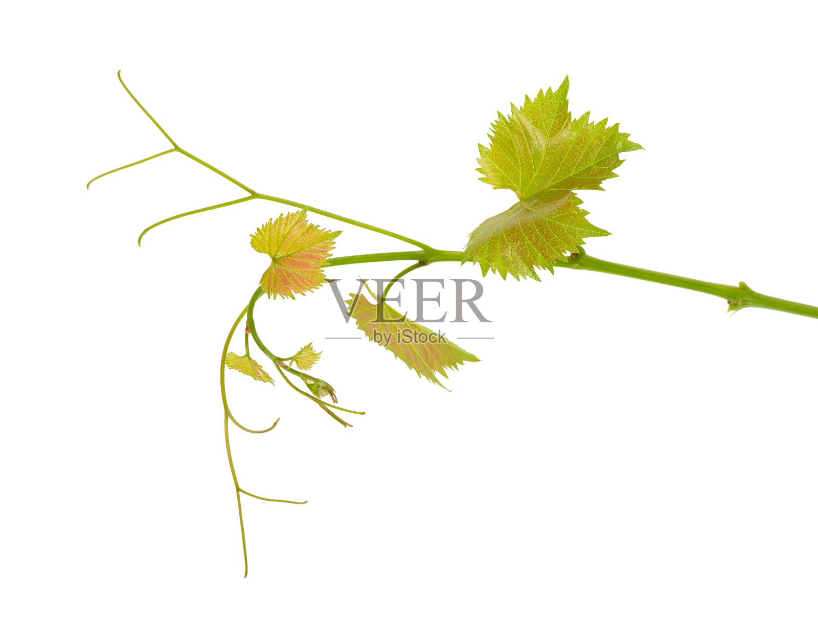葡萄藤绿枝孤立白色背景。春天，葡萄藤的叶子。照片摄影图片