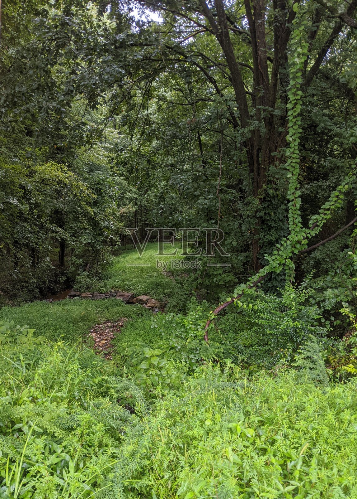 自然总是赢照片摄影图片