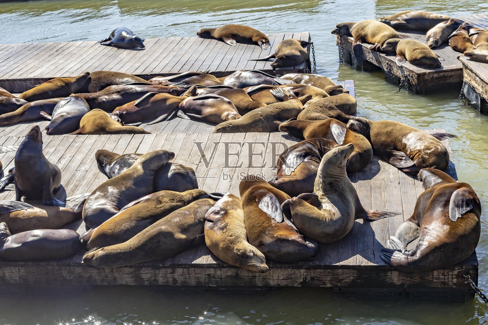 旧金山码头的海豹照片摄影图片