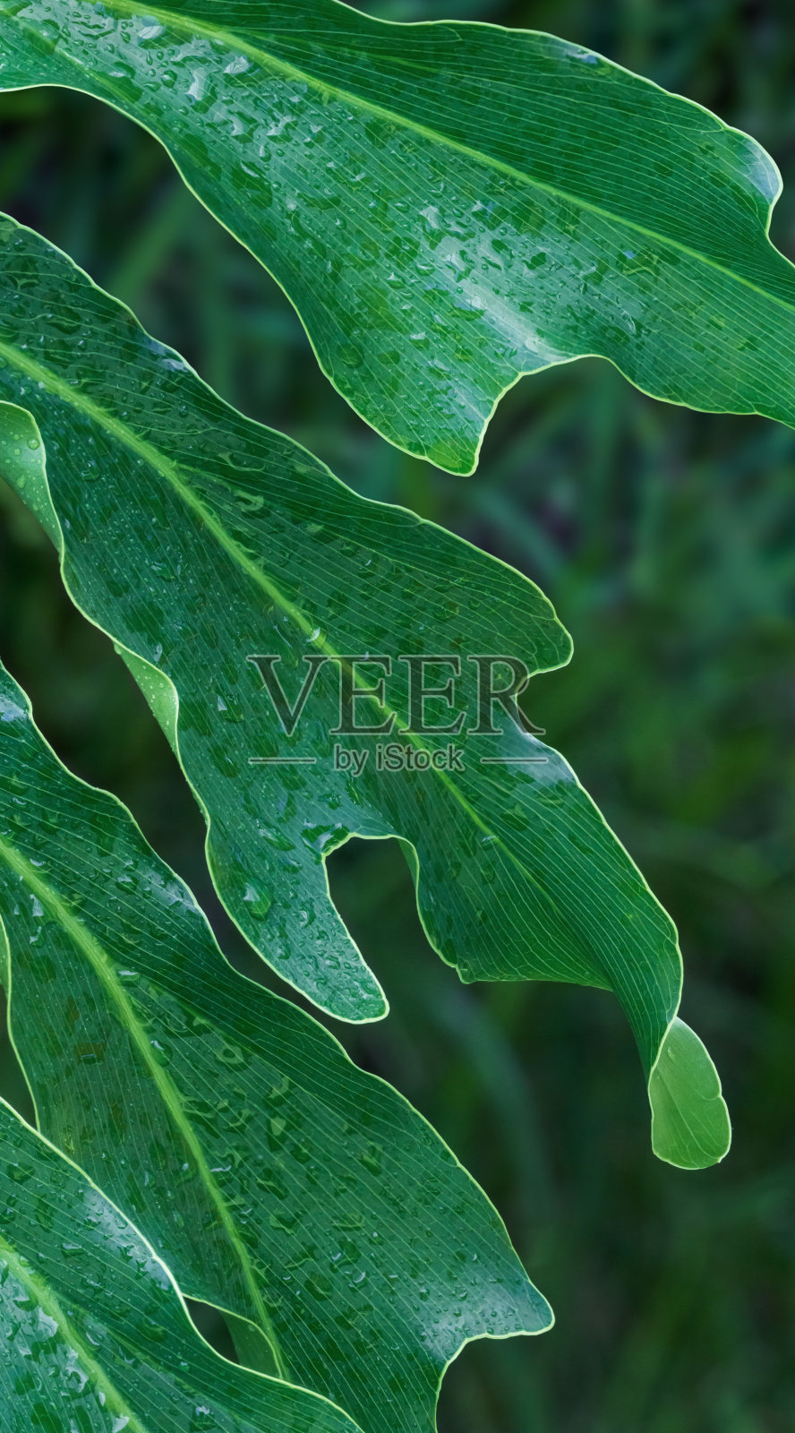 雨中的Philodendron照片摄影图片