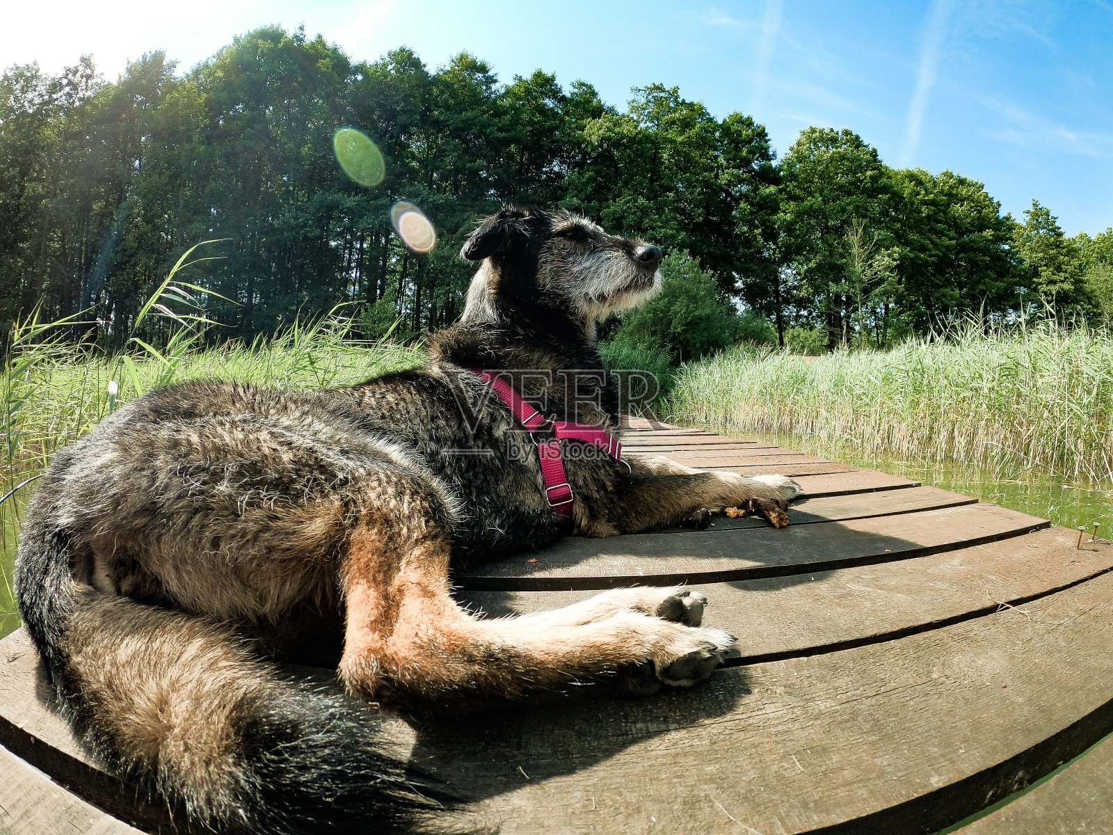 夏日湖畔照片摄影图片