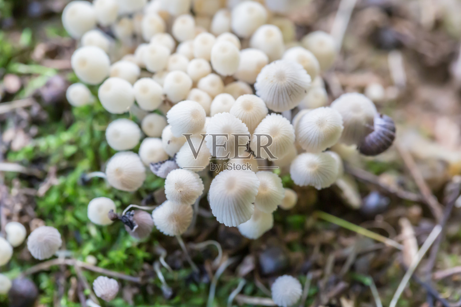 雨后新鲜蘑菇生长在户外的特写照片摄影图片