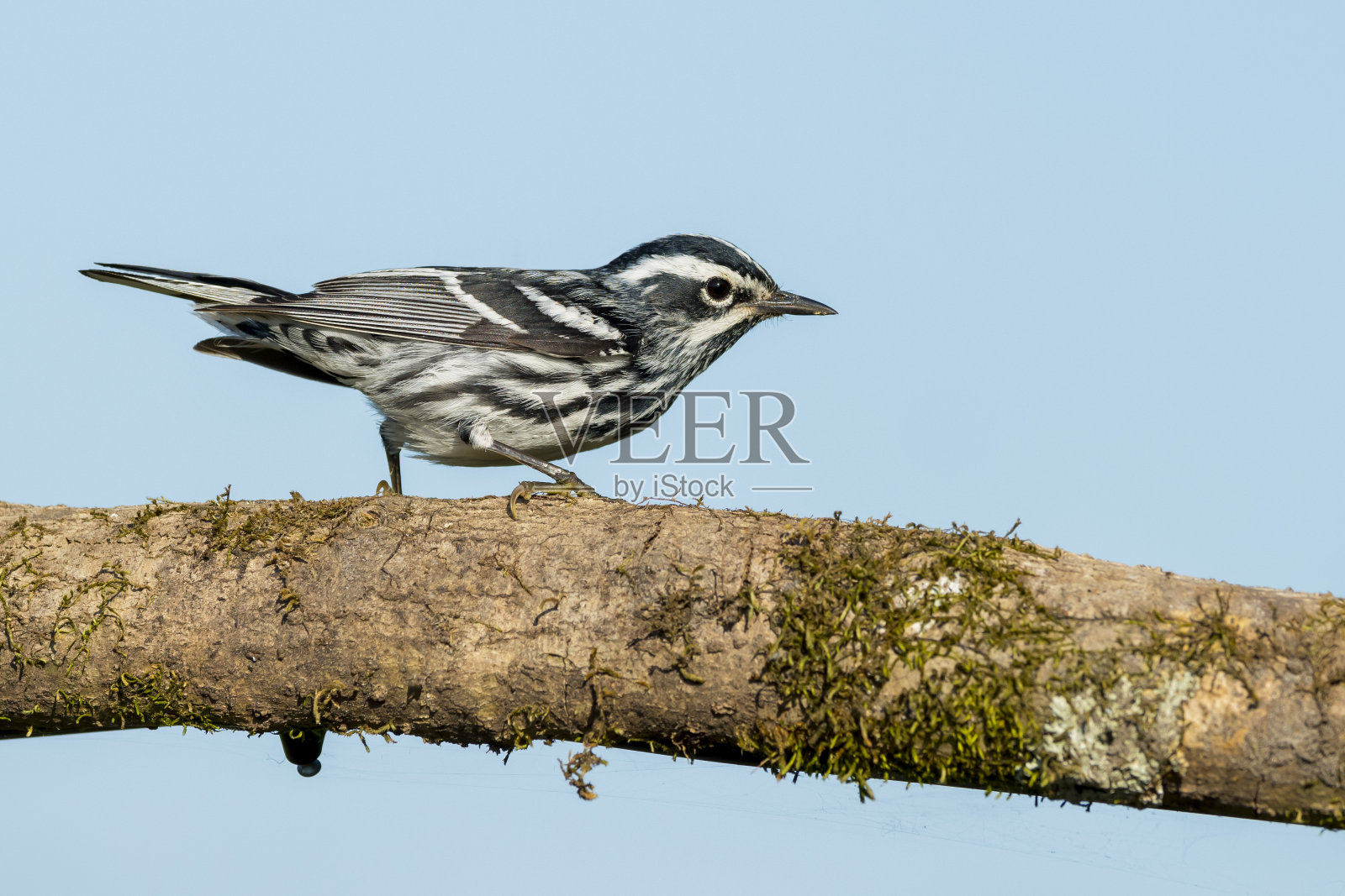 北美鸟类种类:黑白林莺，千变万化照片摄影图片