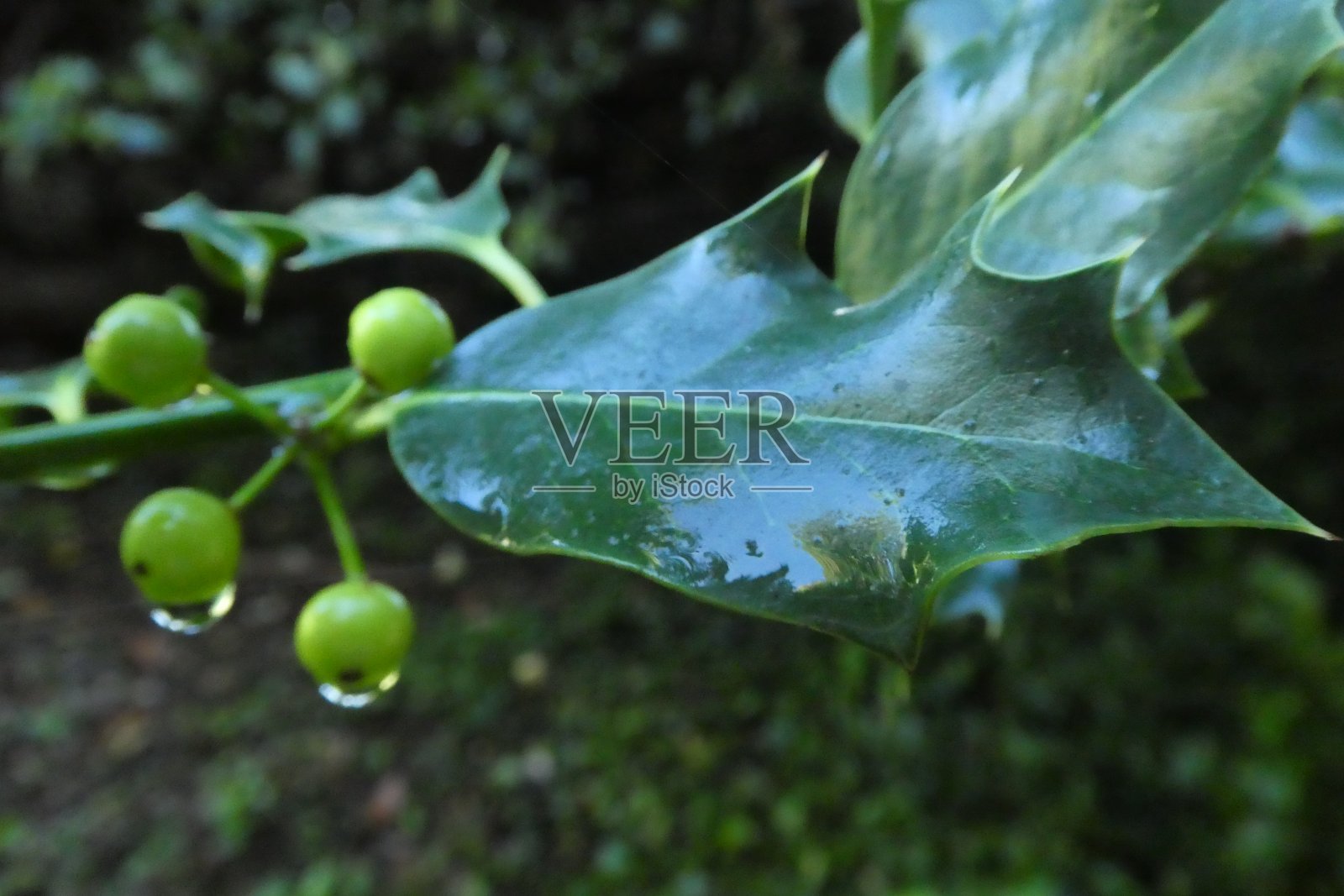雨点落在冬青的果实上依然青翠照片摄影图片