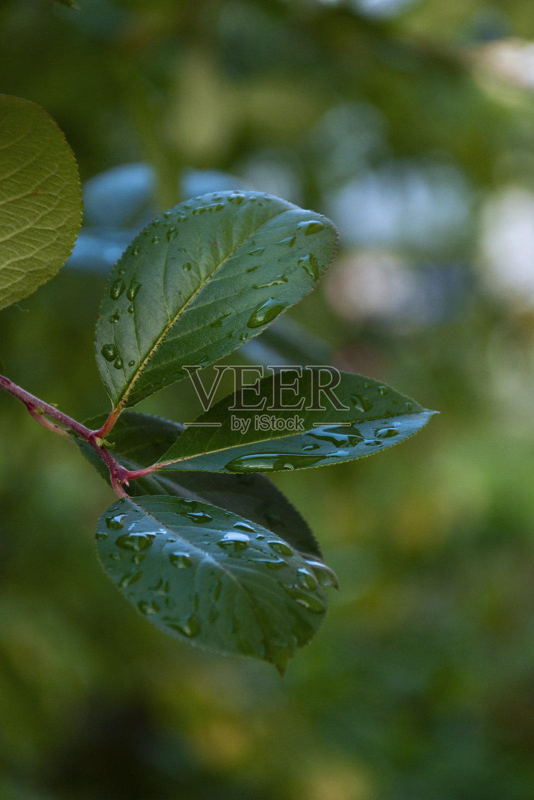 Aronia在雨后离开照片摄影图片