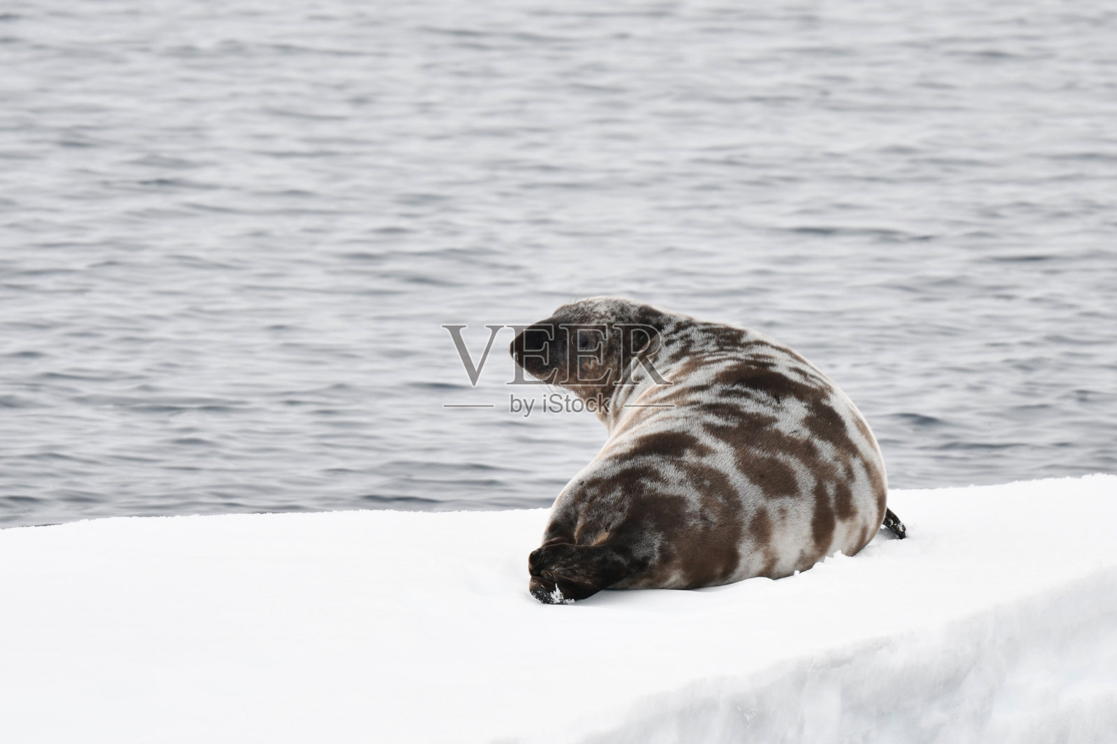 冠海豹照片摄影图片
