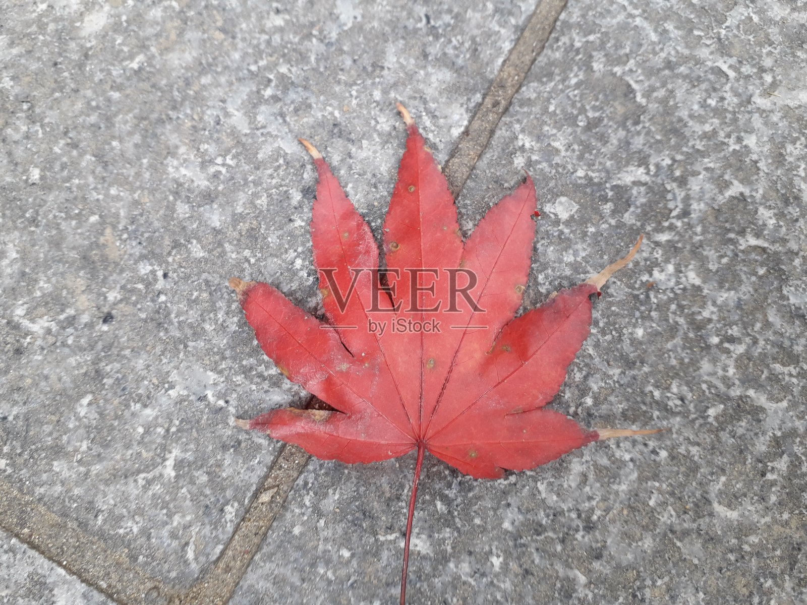 落叶照片摄影图片