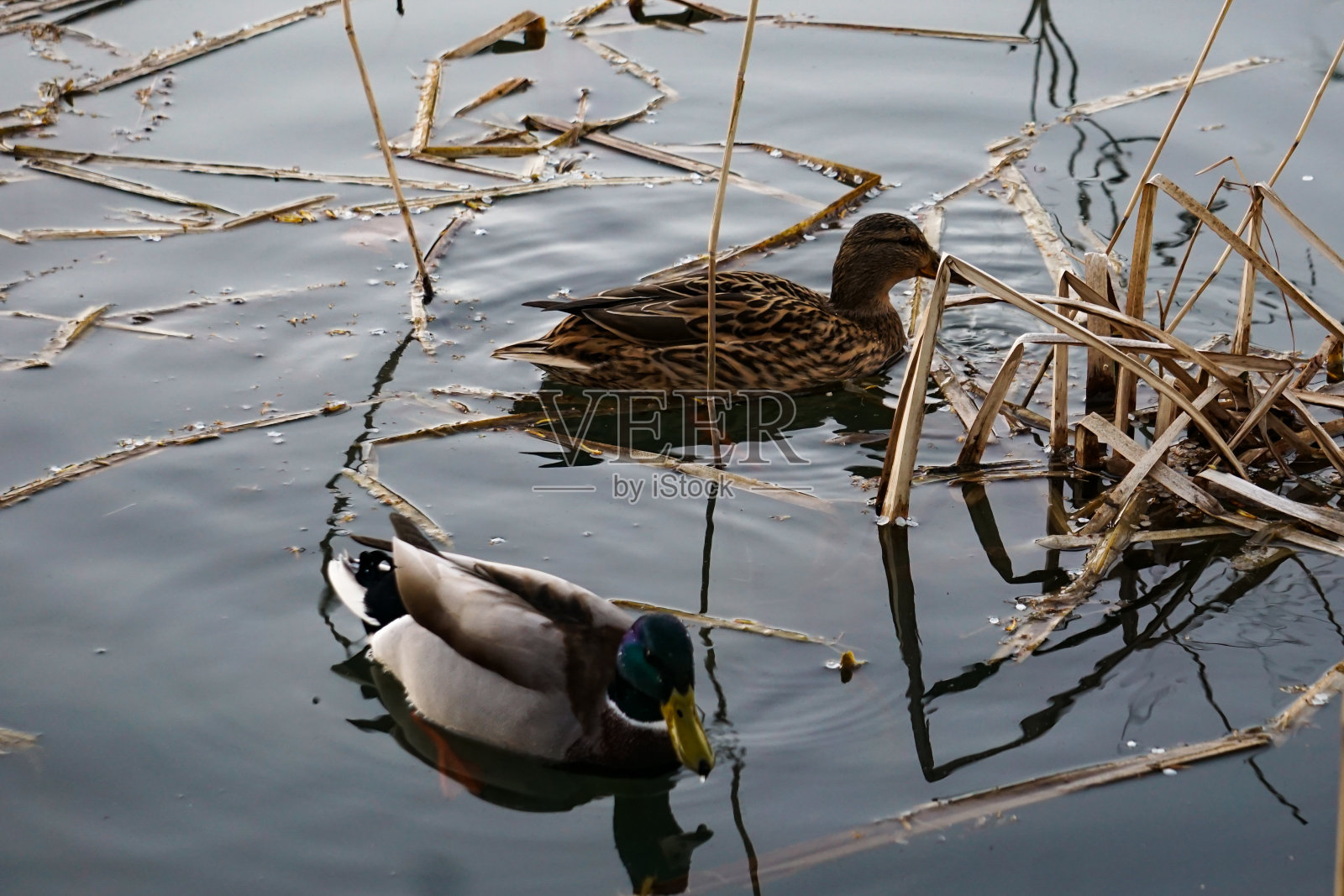 沼泽里的两只鸭子照片摄影图片