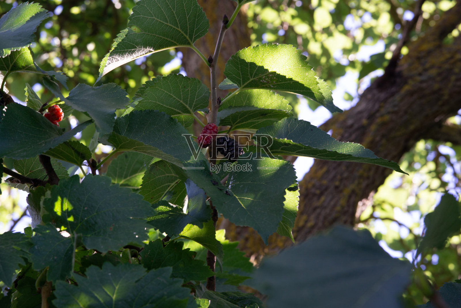 美味的桑树照片摄影图片