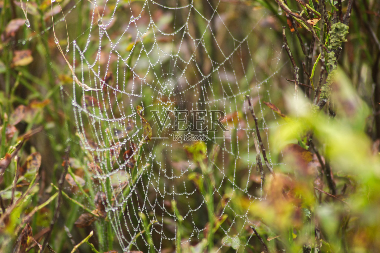 森林里的蜘蛛网和水滴照片摄影图片