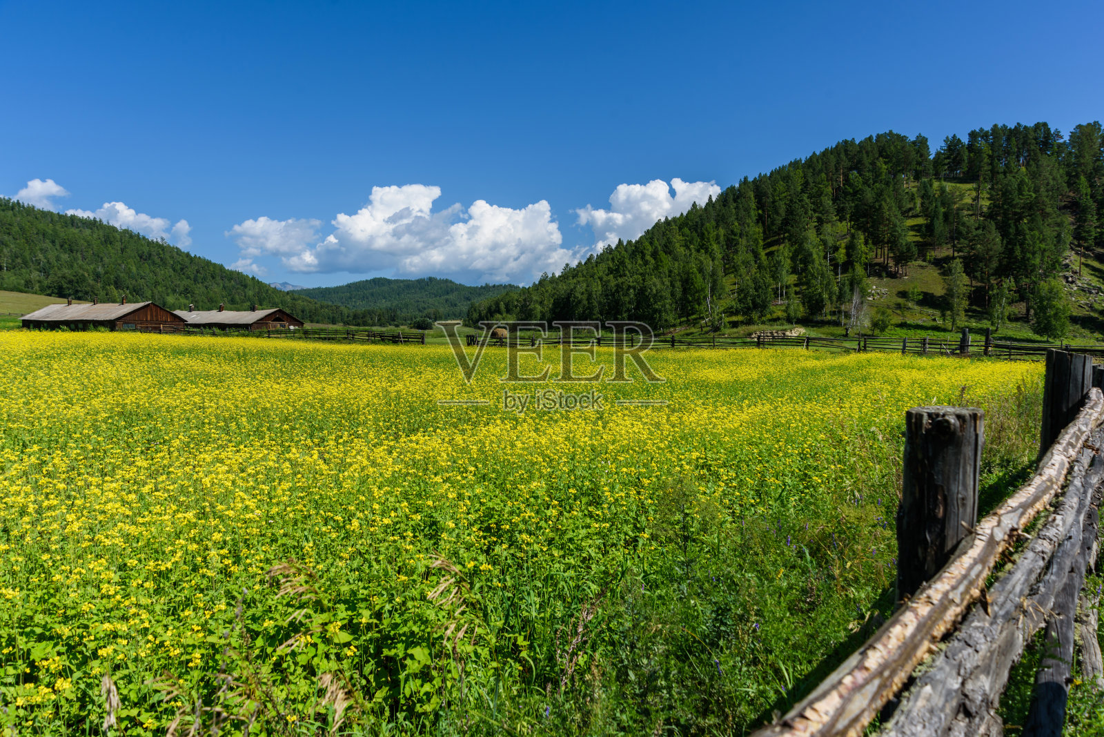 蓝色的天空，黄色的油菜花，夏天的老篱笆和小屋照片摄影图片