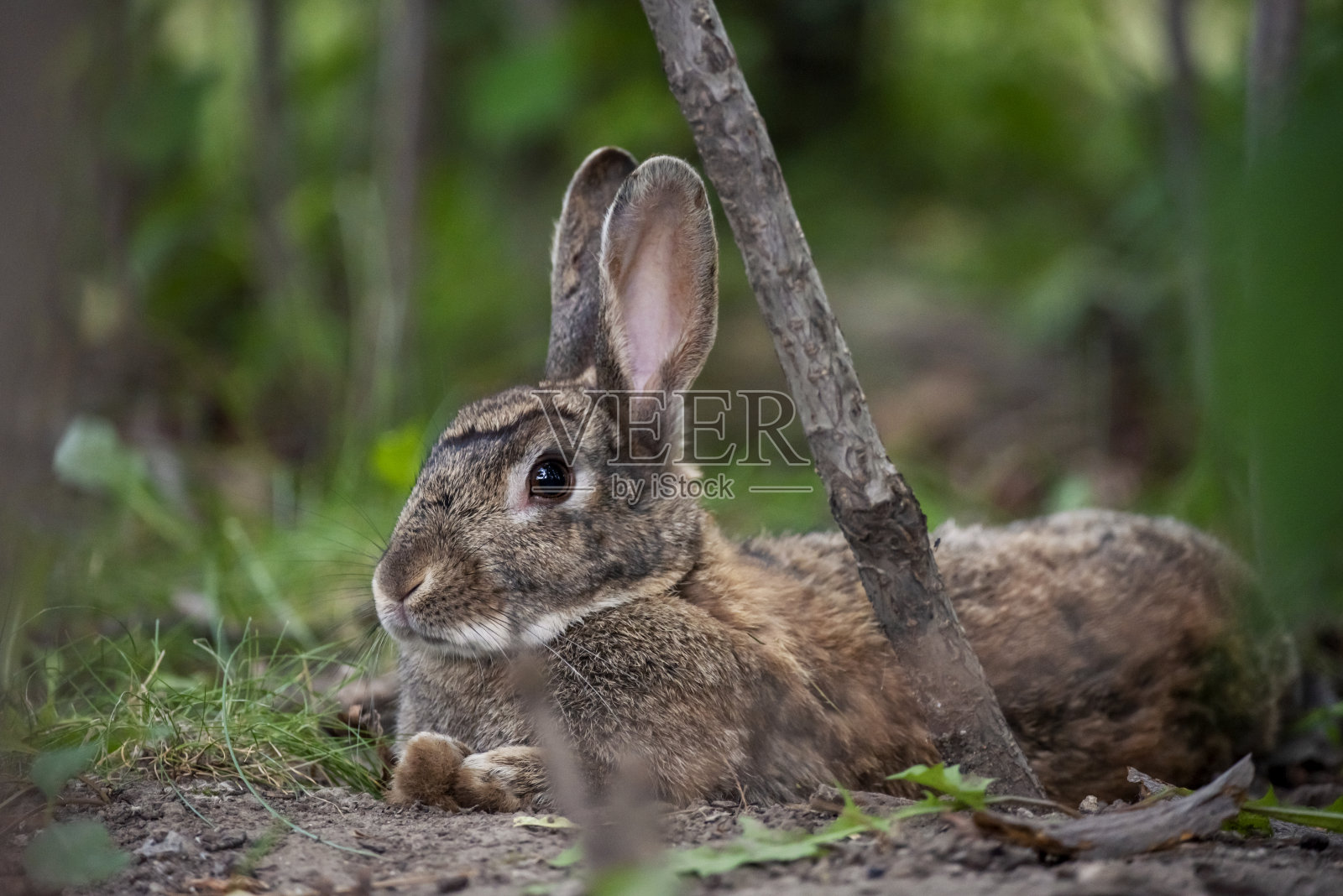 夏天的兔子照片摄影图片