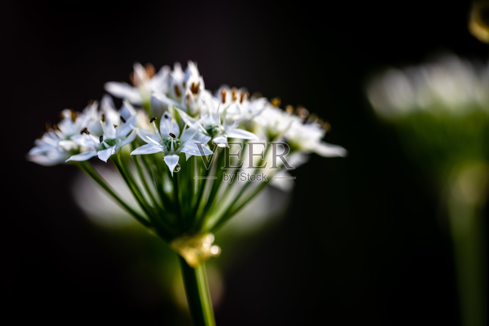 韭菜花照片摄影图片
