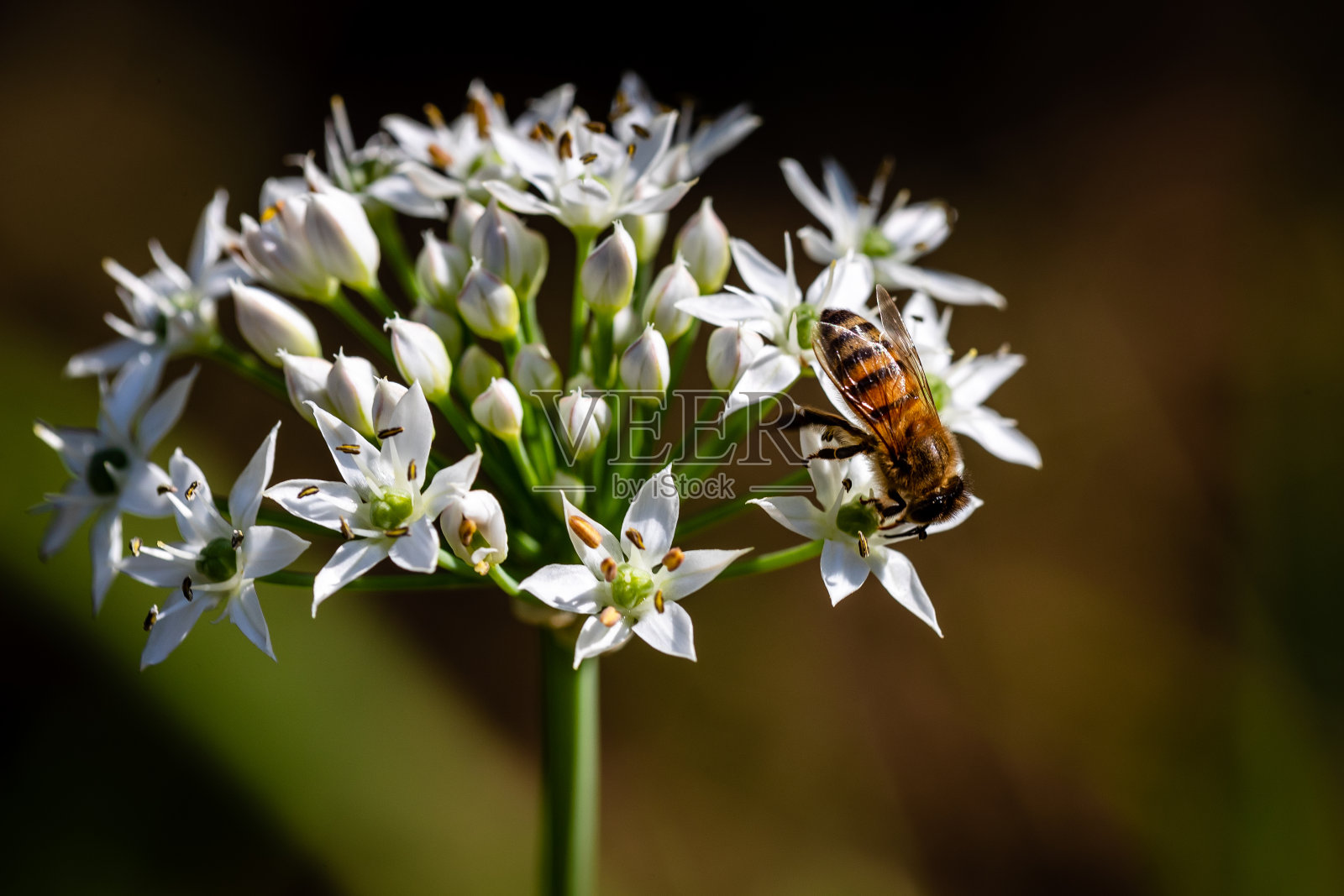 蜜蜂在韭菜花上照片摄影图片