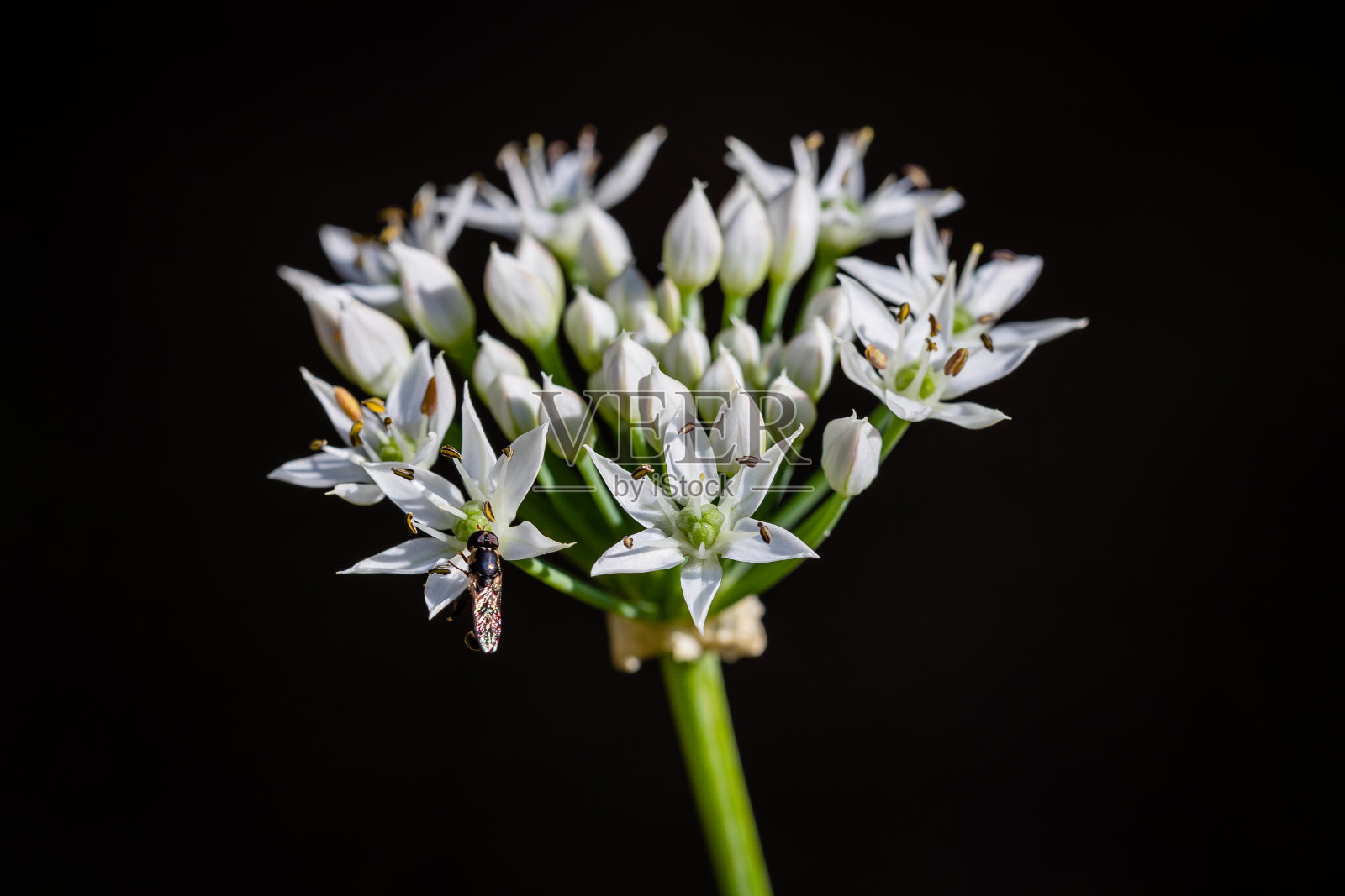 韭菜花照片摄影图片