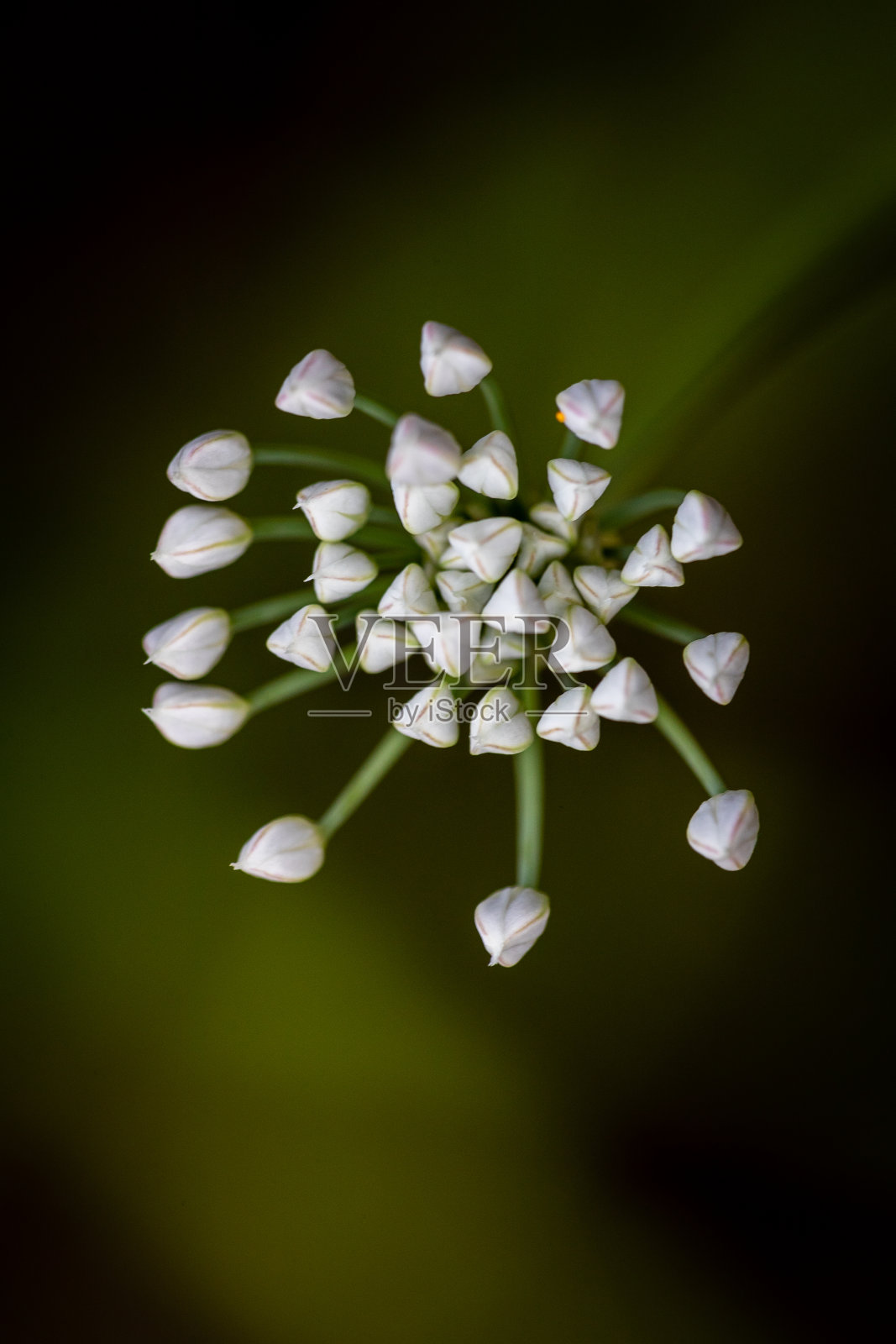 韭菜花照片摄影图片