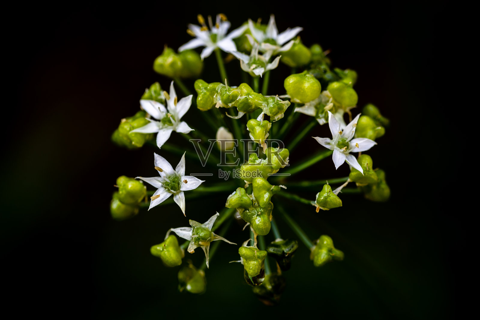 韭菜花照片摄影图片