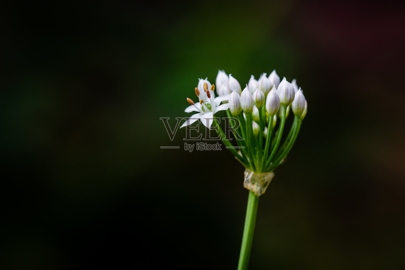 韭菜花照片摄影图片