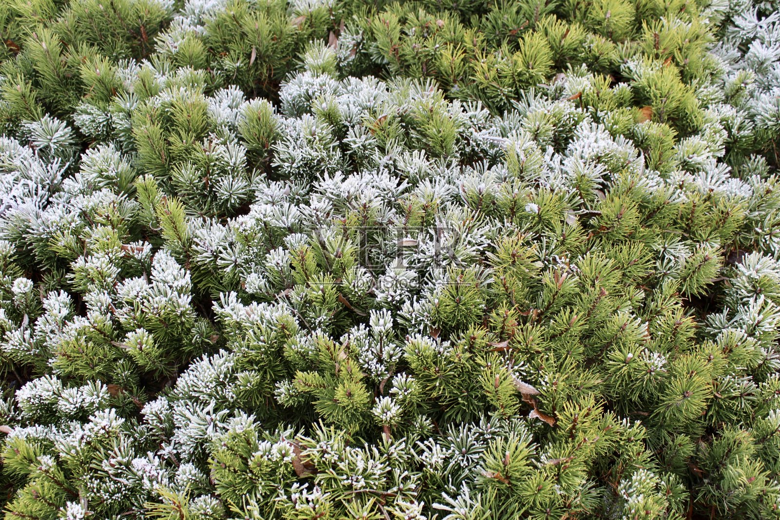 冷杉树早午餐近距离。毛茸茸的冷杉树，近距离拍摄。圣诞壁纸的概念照片摄影图片