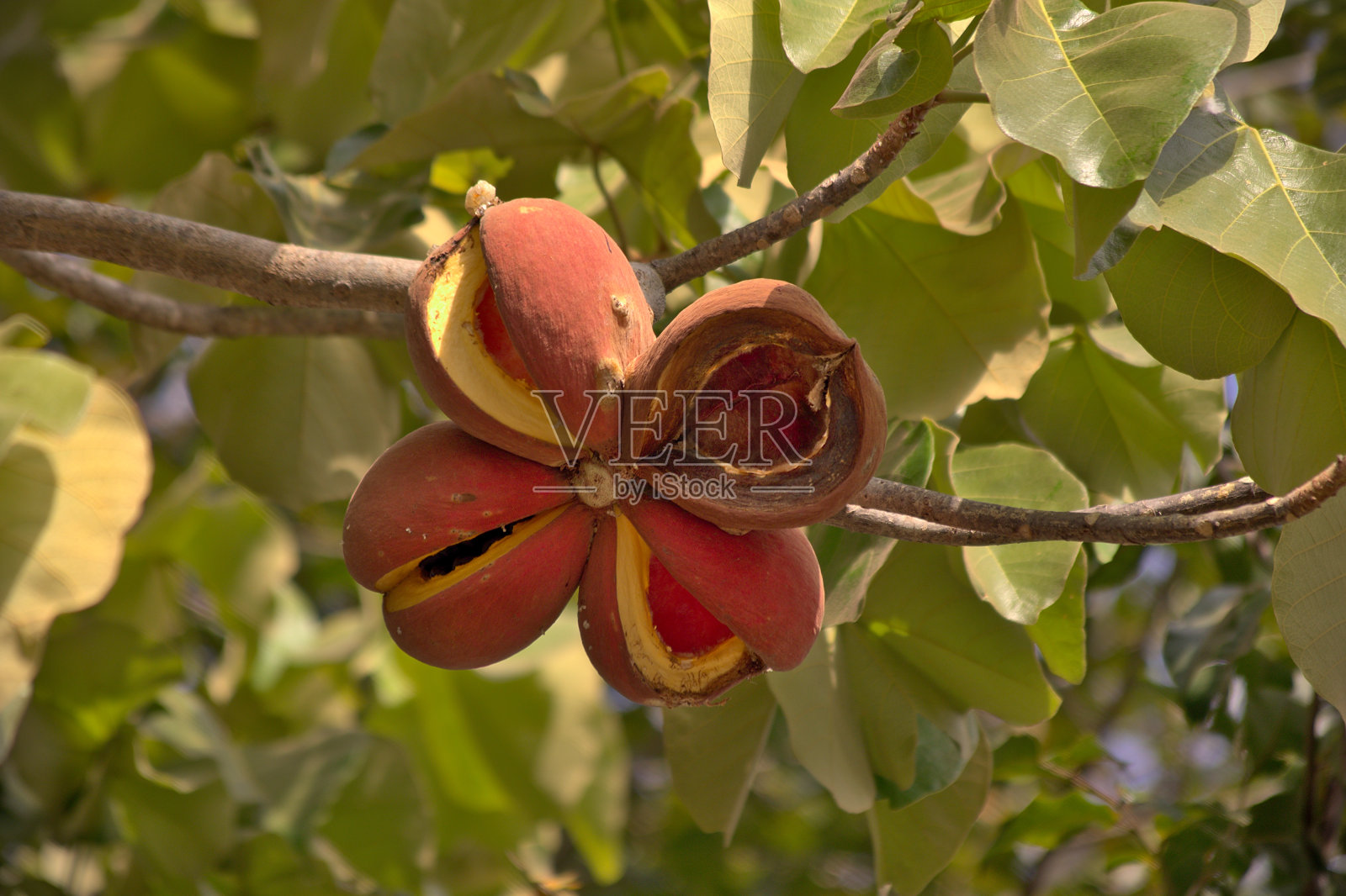巴西萨凡纳的水果照片摄影图片