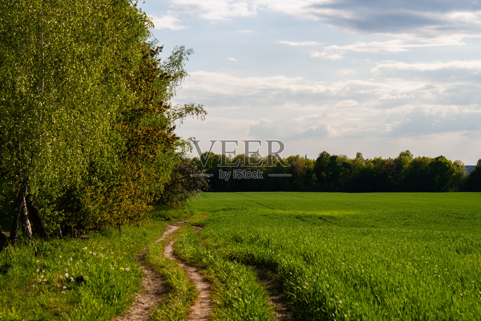 美丽的田野，年轻的绿色小麦和森林照片摄影图片