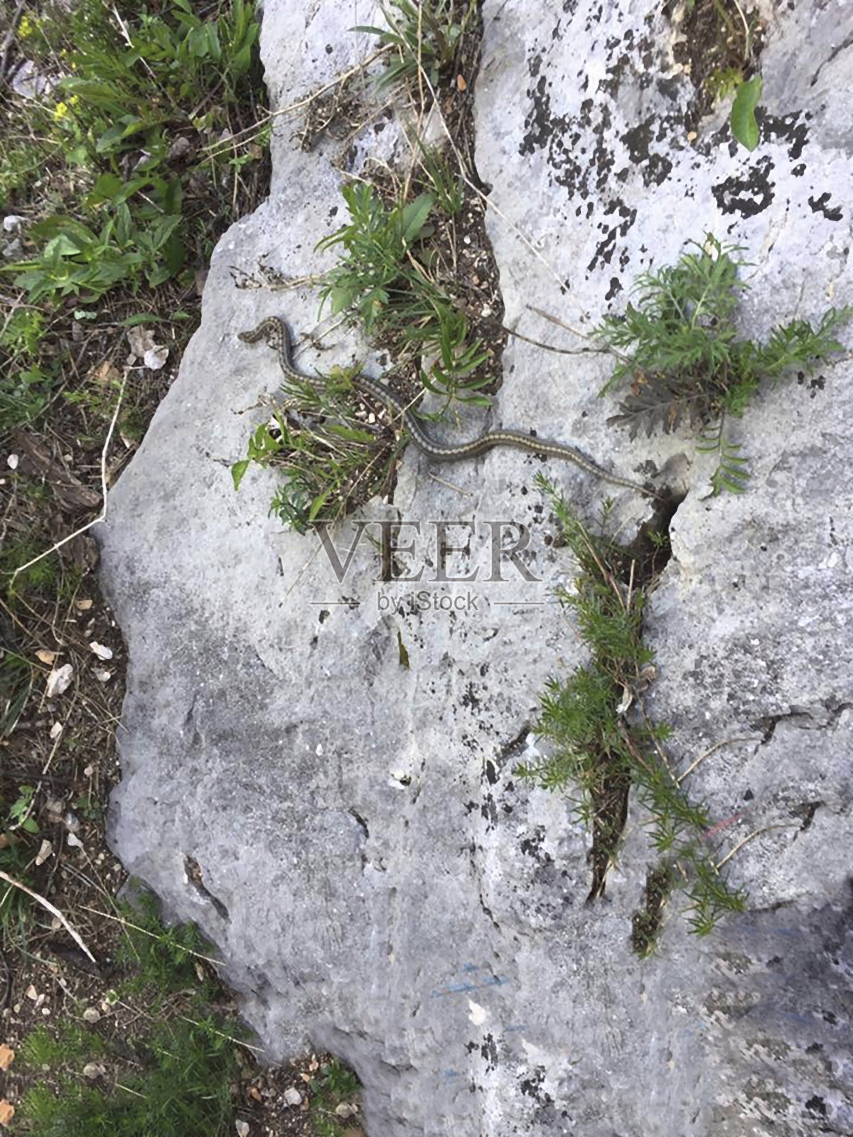 夏天，一条蛇在岩石上晒太阳照片摄影图片