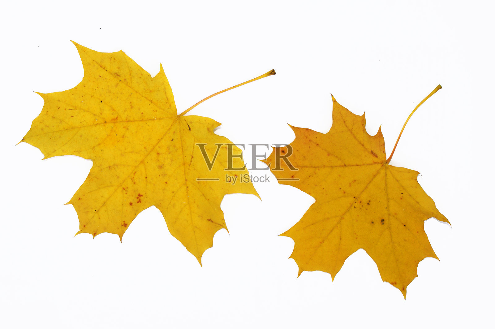 黄秋枫叶特写。孤立的白色背景。照片摄影图片