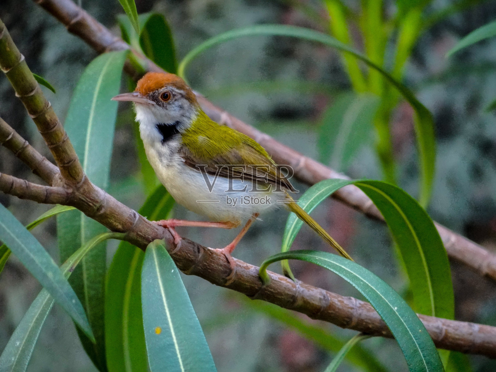 三色鸟的侧视图照片摄影图片