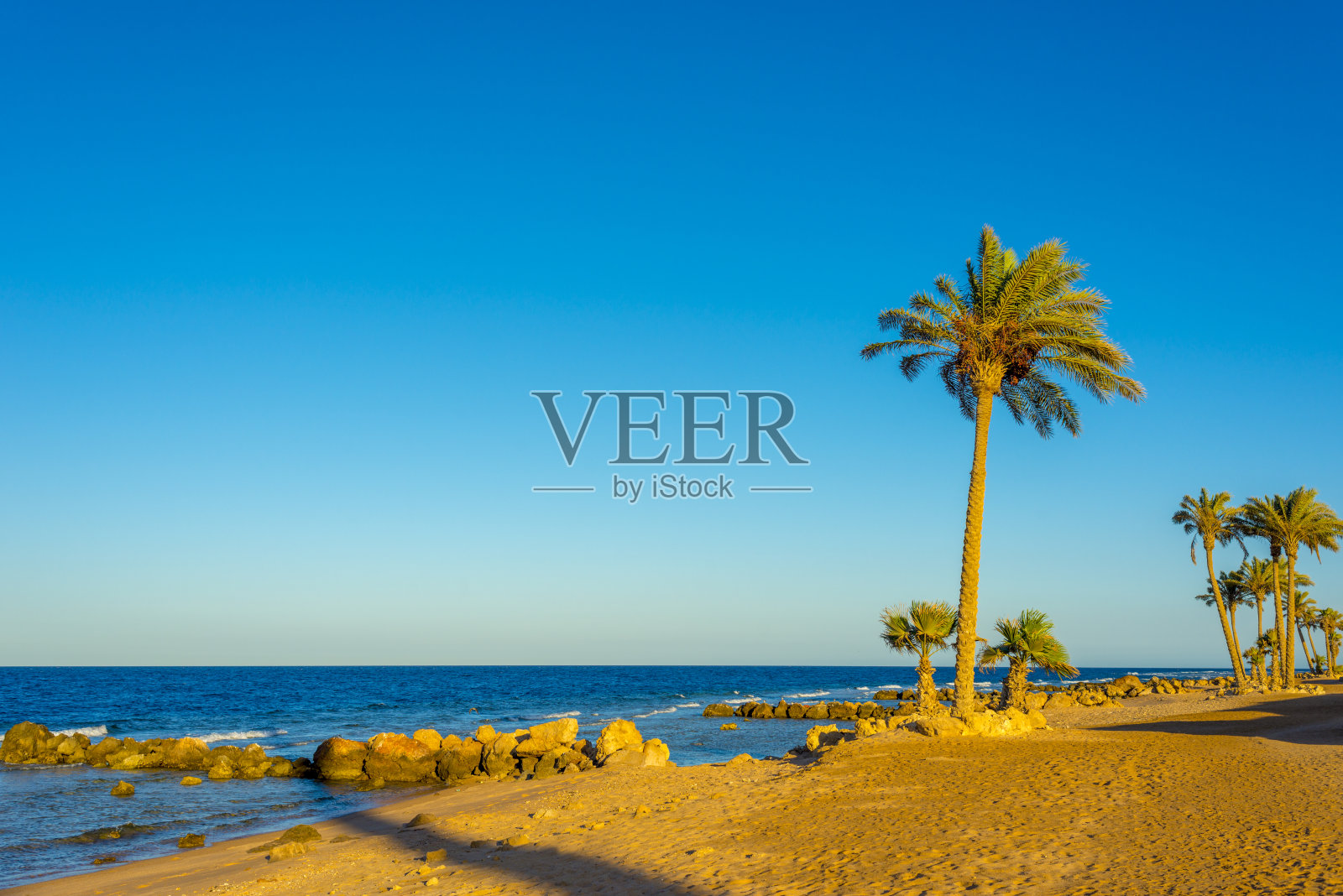 日落时分，埃及赫尔加达萨尔哈什什海滩上的棕榈树照片摄影图片