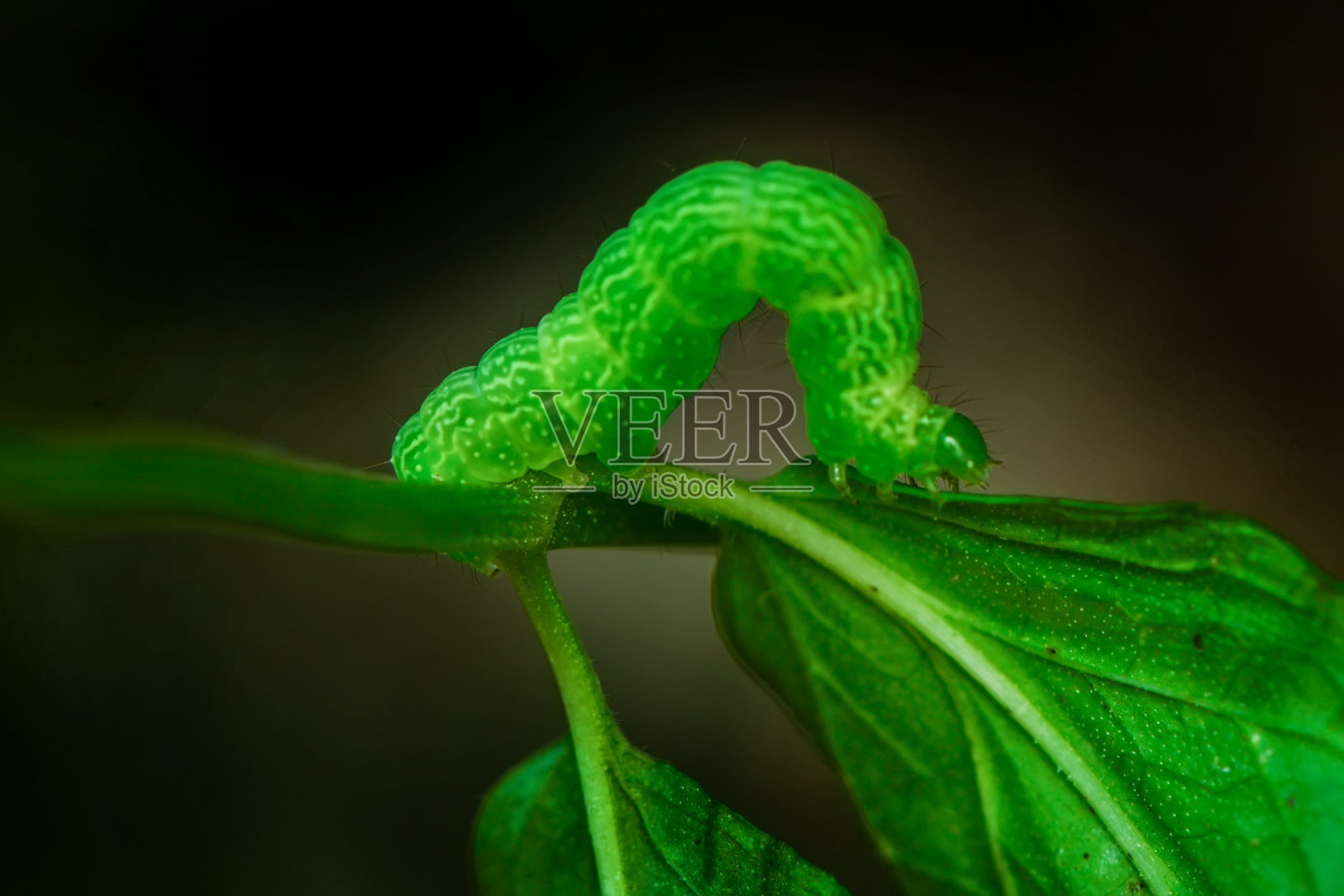 美丽的蝴蝶Сaterpillar照片摄影图片