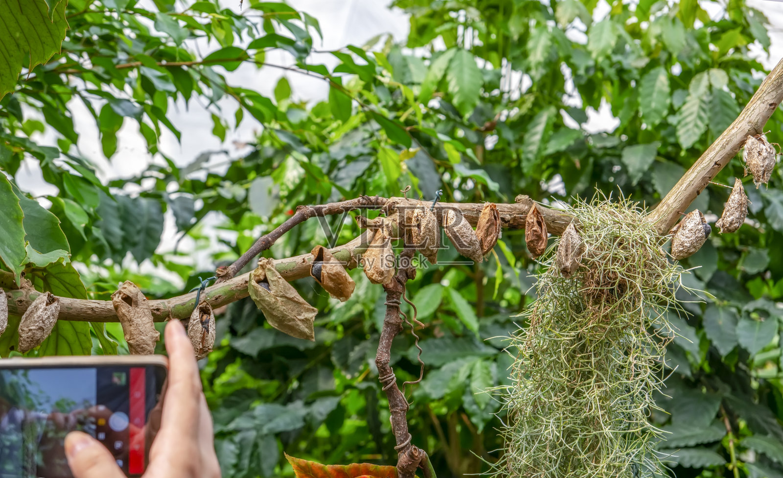 蝴蝶在树枝上结成蛹照片摄影图片