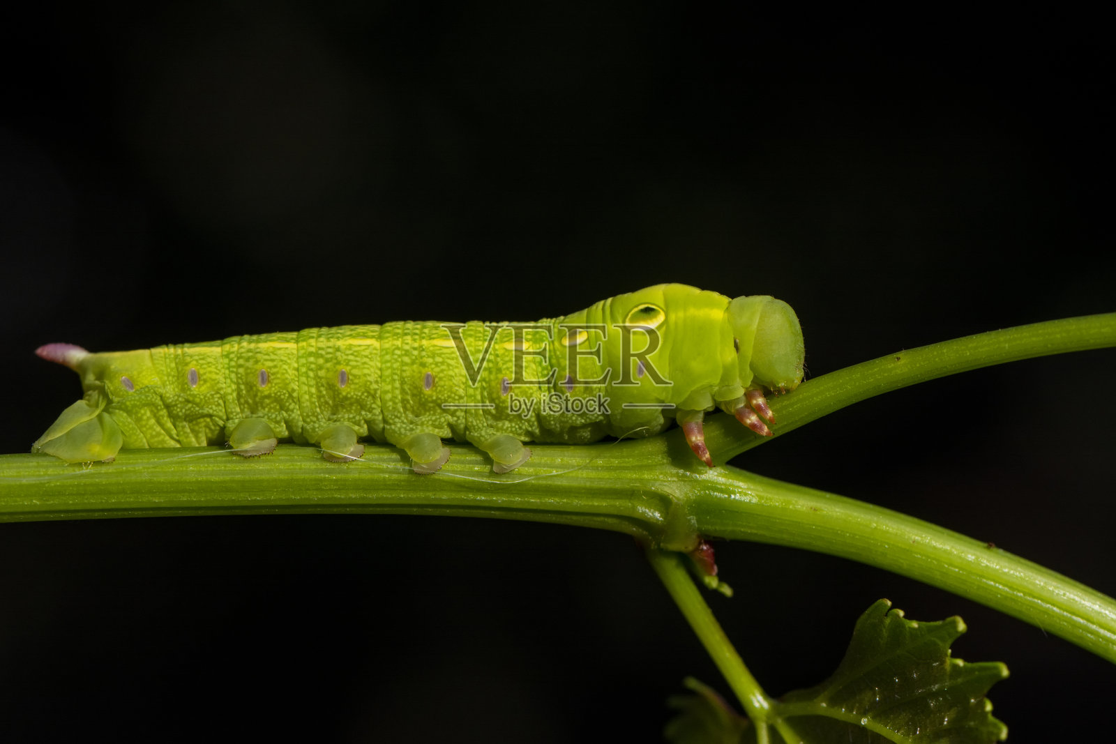 美丽的蝴蝶Сaterpillar照片摄影图片