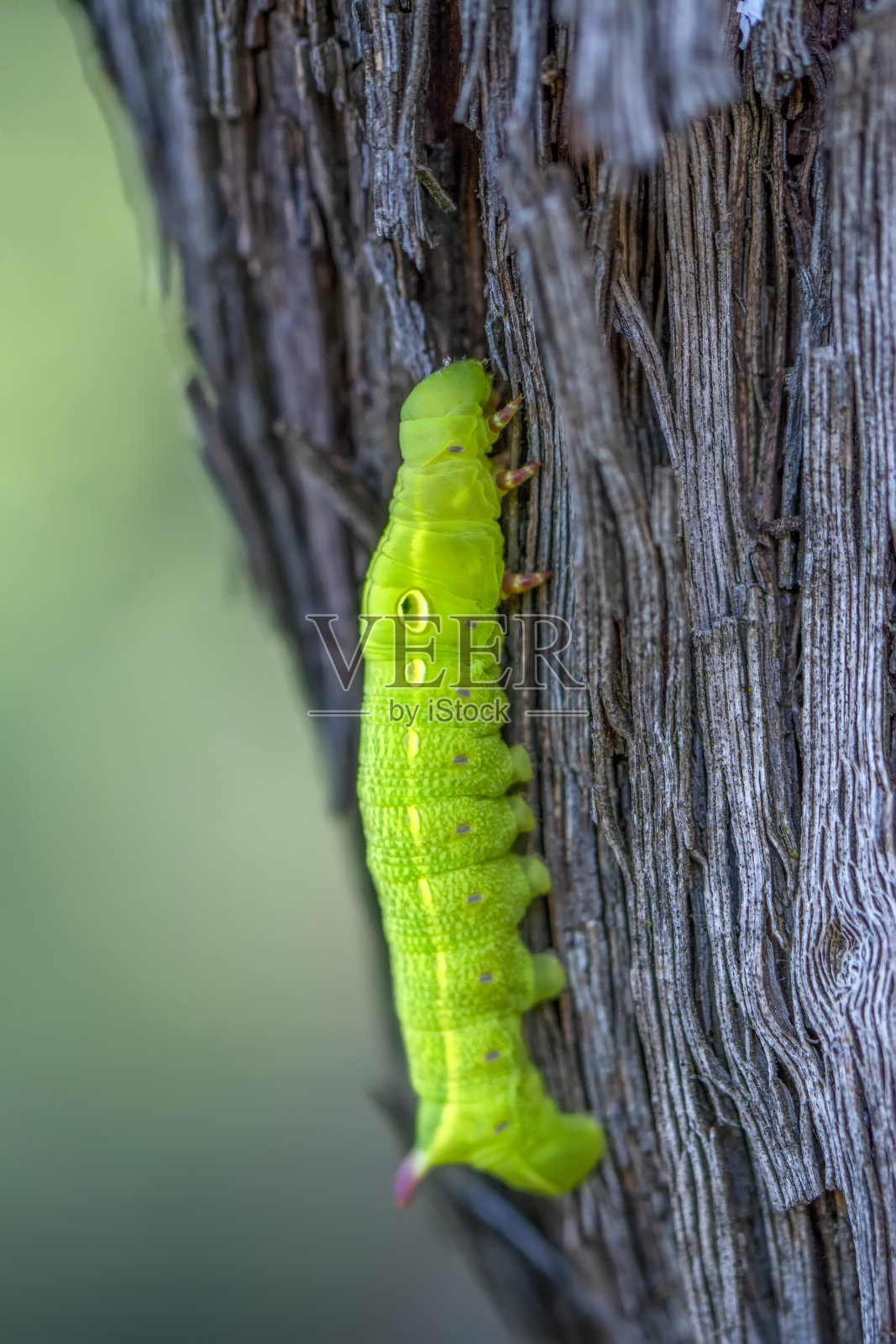 美丽的蝴蝶Сaterpillar照片摄影图片