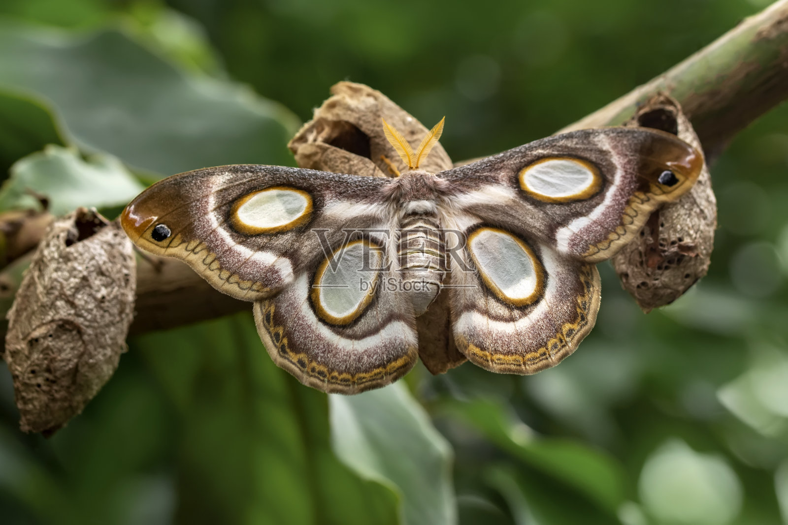 飞蛾微距摄影照片摄影图片