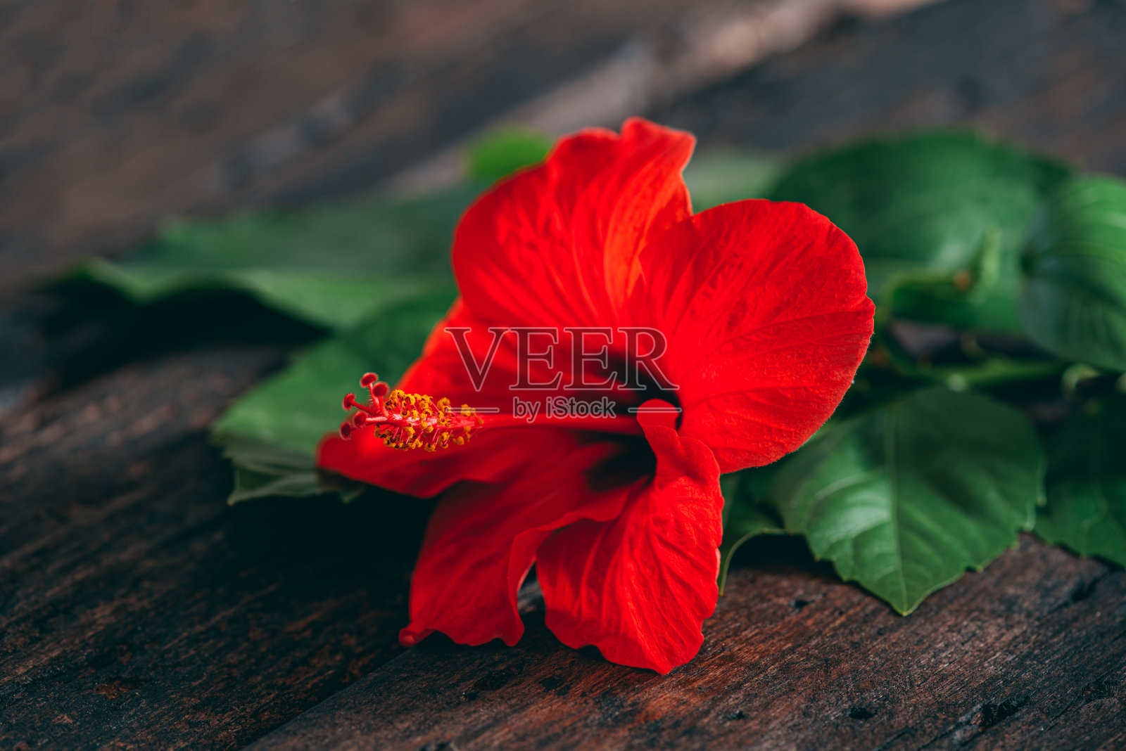 木桌上的红色芙蓉花照片摄影图片