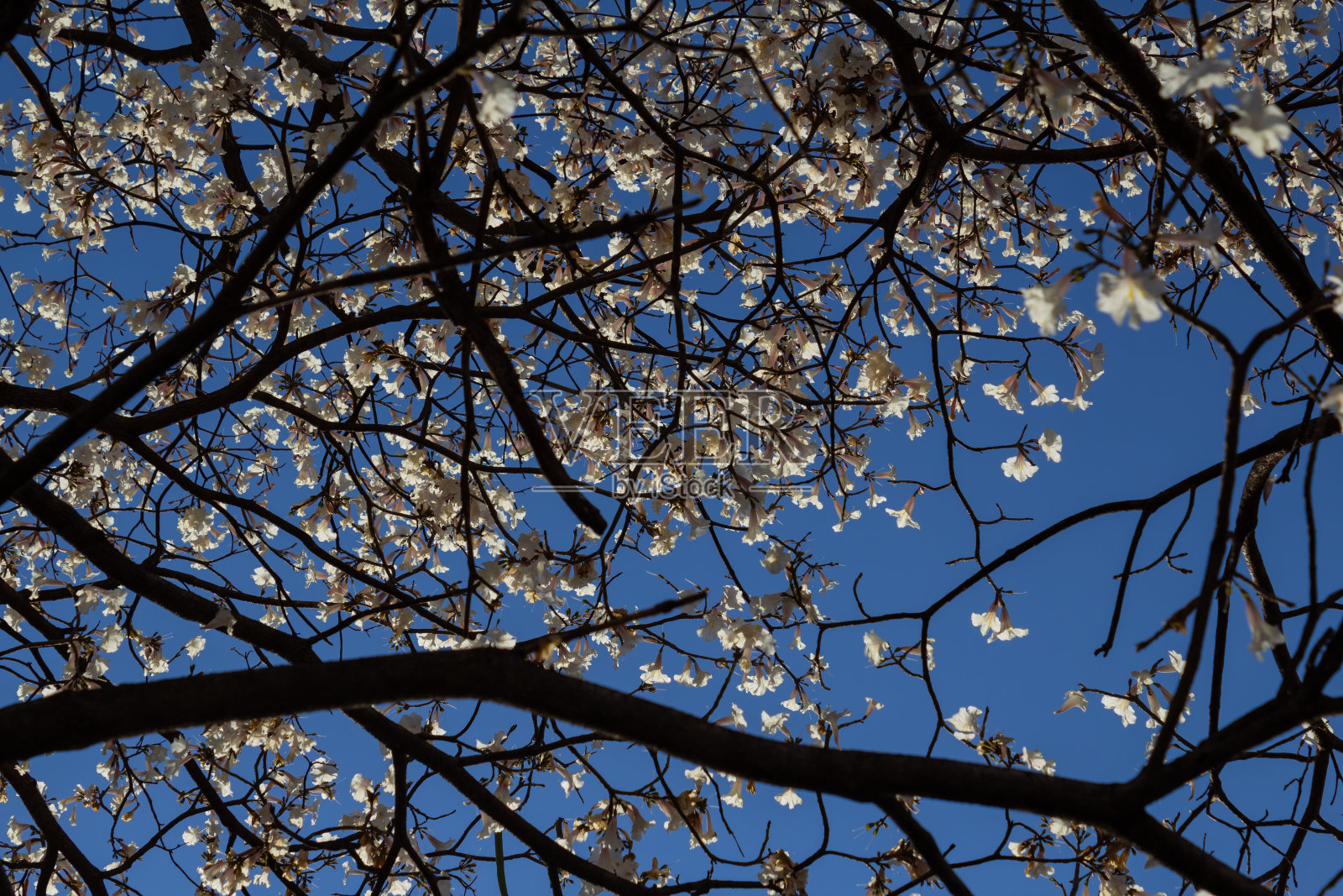 开花ipe分支。照片摄影图片