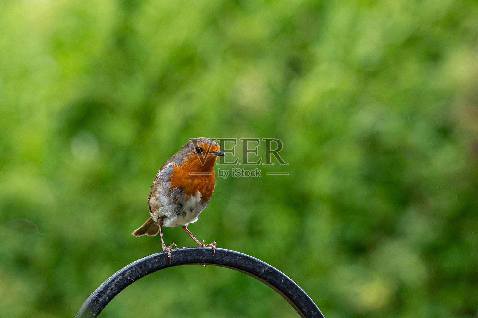 罗宾，红鹮，栖息在一个金属框架上照片摄影图片