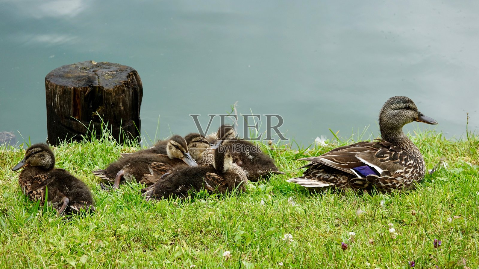 鸭子,鸭子照片摄影图片