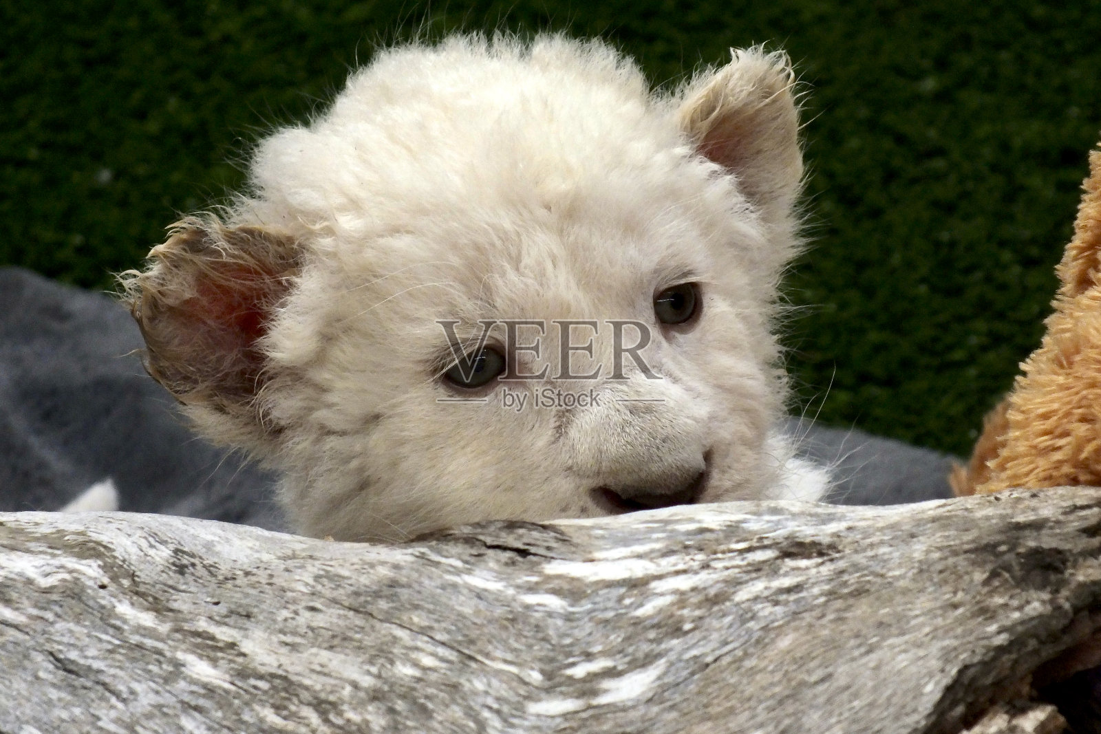 白虎照片摄影图片