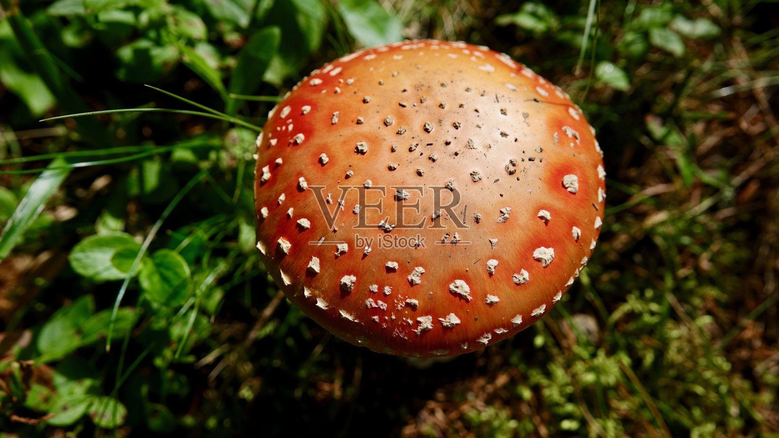 飞木耳，毒蘑菇照片摄影图片