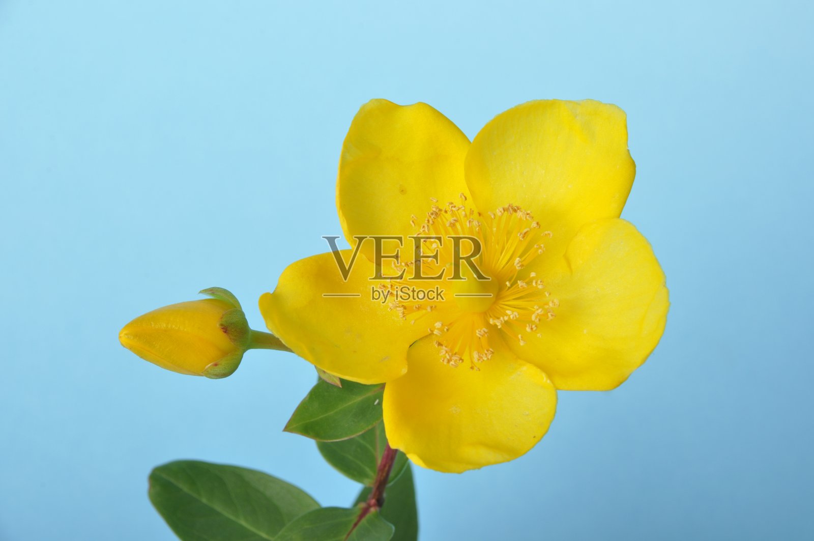 蓝色背景上的装饰圣约翰草照片摄影图片