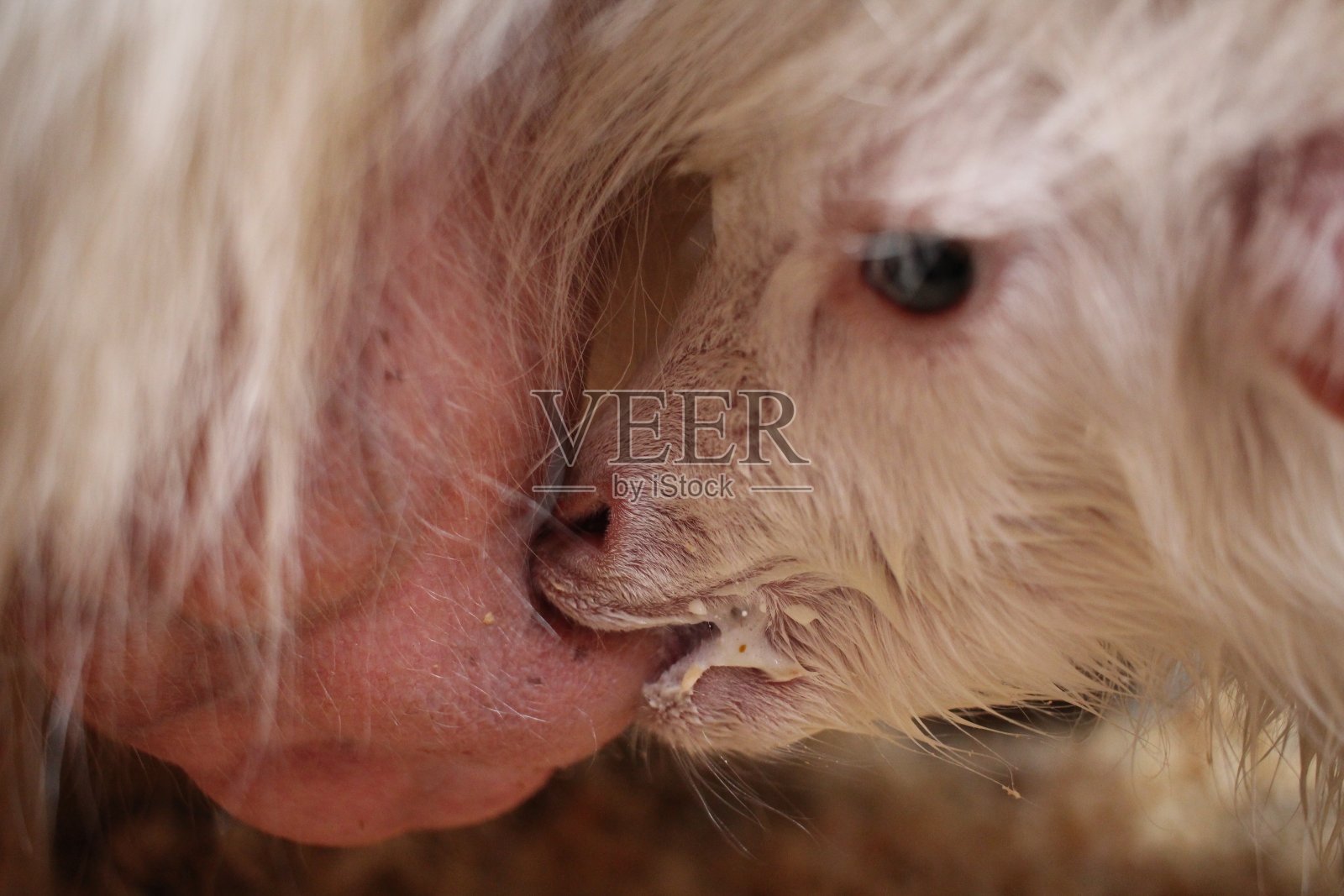 农场里，一只刚出生的白色小山羊正在从母山羊的乳房里吮吸奶照片摄影图片