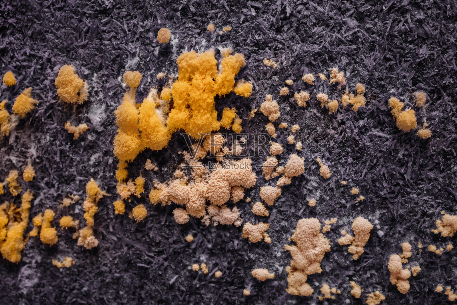 模具的特写镜头。黄色霉菌在背景上生长。微生物学生活照片摄影图片