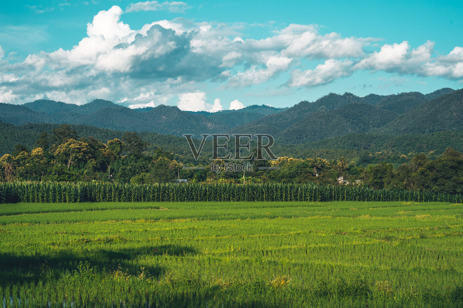 绿油油的稻田稻田和山的景色照片摄影图片