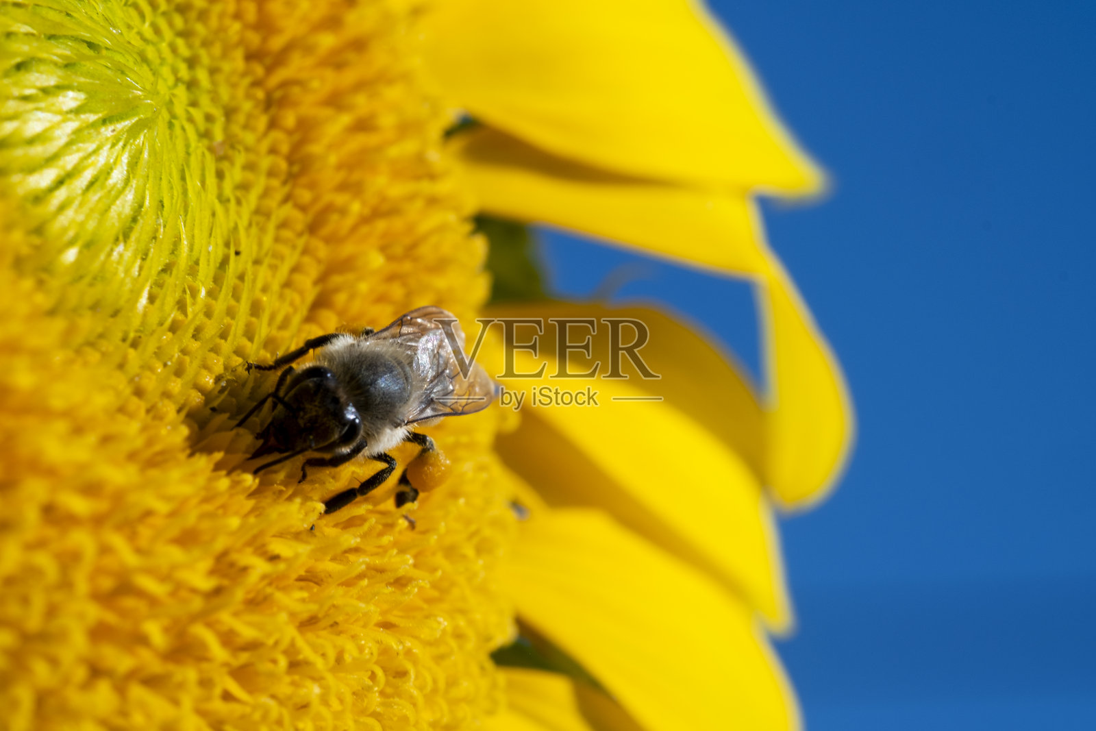 近距离拍摄的向日葵与蜜蜂在向日葵田照片摄影图片