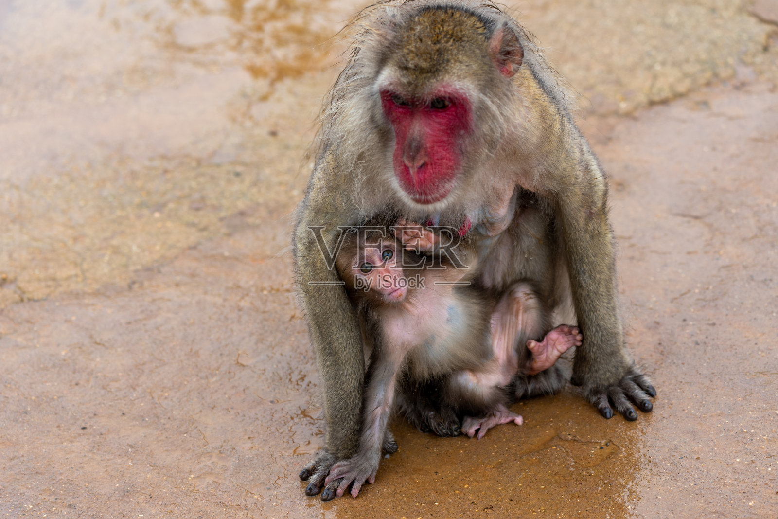 日本猕猴的父母和孩子。照片摄影图片
